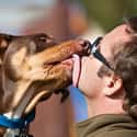 Kiss on Random Easiest Tricks to Teach Your Dog