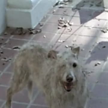 The One-Eyed Dog is a Real-Life Hero