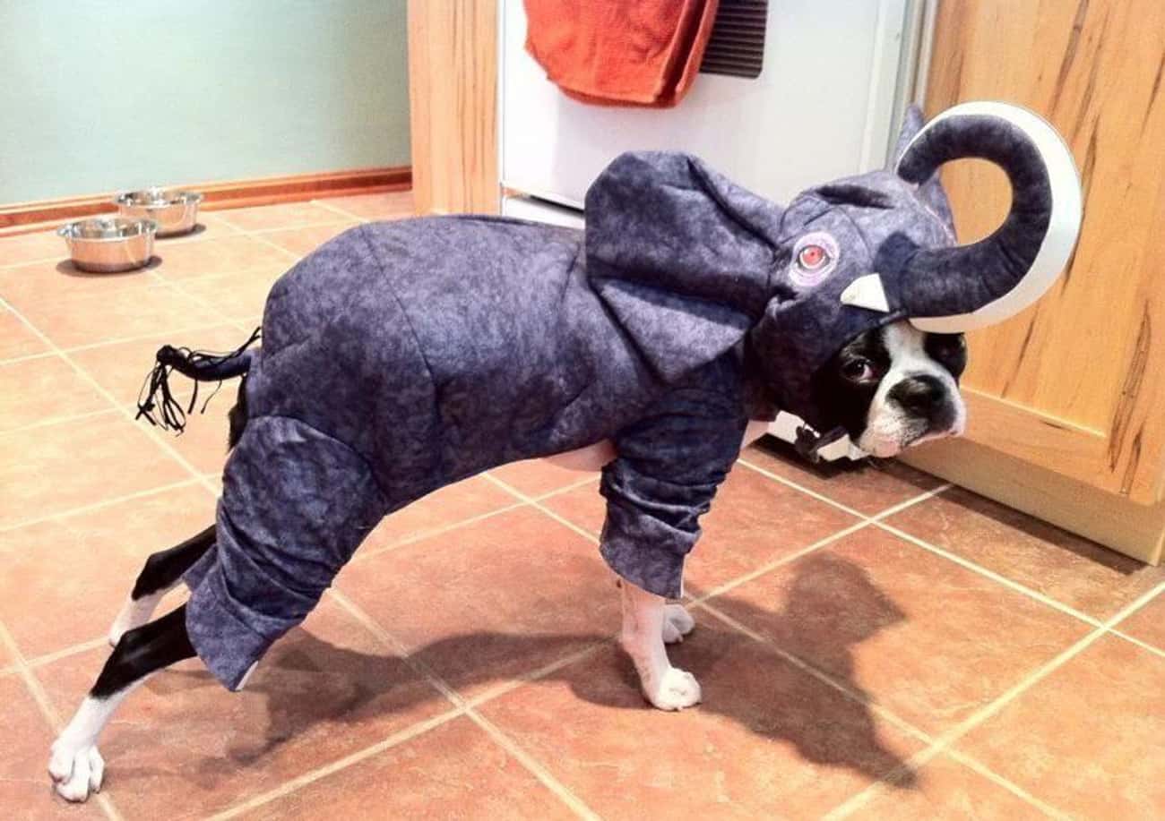 Собака в костюме слоника