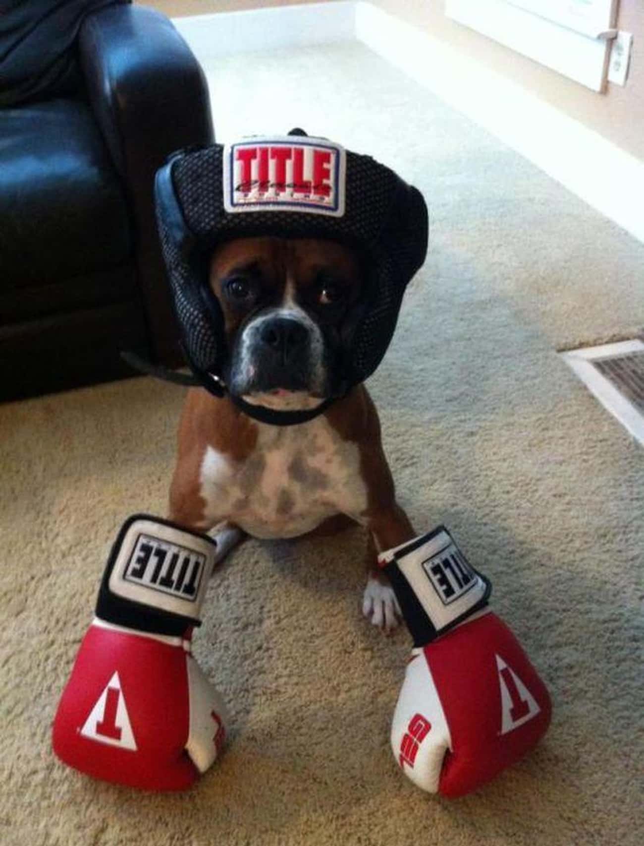 Животные в боксерских перчатках
