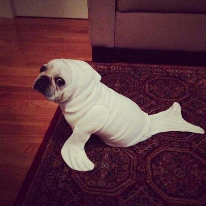 funny dog halloween costumes