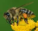 Bees on Random Most Deadly Animals