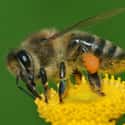 Bees on Random Most Deadly Animals