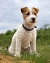 Jack Russell Terrier Rides a Ferry Across Plymouth Sound, Then Ran Two Miles Home on Random Incredible Stories of Pets Returning Home