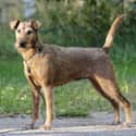 Irish Terrier Crossed the English Channel to Fight Alongside His Master in France on Random Incredible Stories of Pets Returning Home