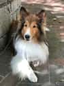 Sheltie Trekked 23 Miles Over 16 Days in Winter to Find Her Original Family on Random Incredible Stories of Pets Returning Home