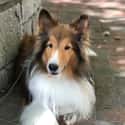 Sheltie Trekked 23 Miles Over 16 Days in Winter to Find Her Original Family on Random Incredible Stories of Pets Returning Home