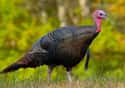 Turkey Makes You Sleepy on Random Biggest Thanksgiving Myths & Legends