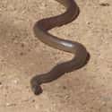 Eastern Brown Snake on Random Scariest Animals in the World