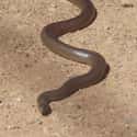 Eastern Brown Snake on Random Scariest Animals in the World