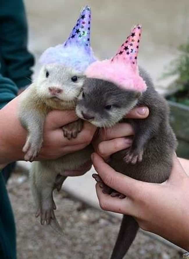 cute party animals