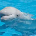 Beluga Whale Rescues Drowning Diver on Random Wild Animals Saved Humans