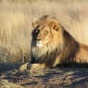 Lions Foil Kidnapping Plot on Random Wild Animals Saved Humans