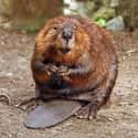 Beavers Comfort and Save Boy Freezing to Death on Random Wild Animals Saved Humans