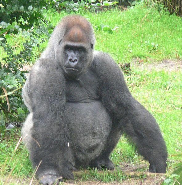 Wild Animals Who Have Saved Humans