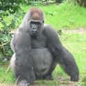 Silverback Gorilla Protects Injured Boy on Random Wild Animals Saved Humans