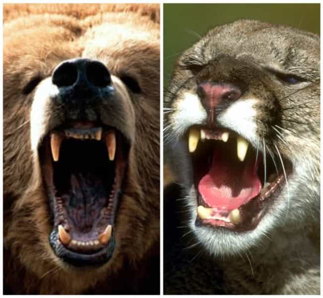 Tell bear