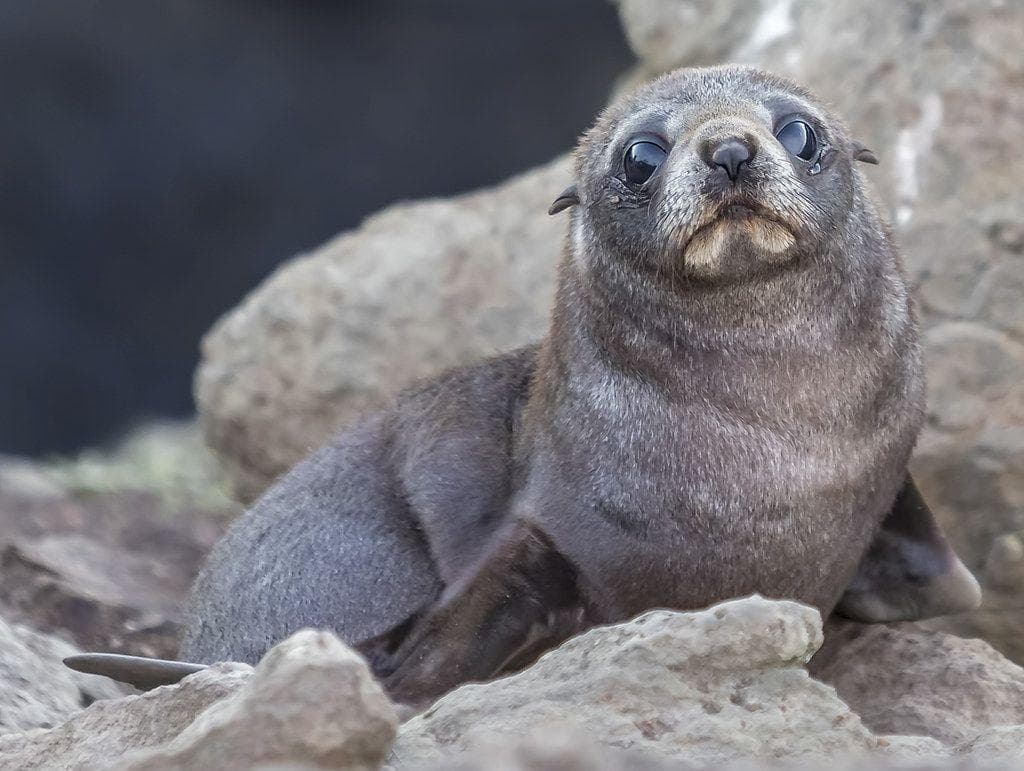 Wild Animals Who Have Saved Humans