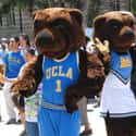 With regards to their mascot, they apparently believe quantity trumps quality. on Random Reasons USC Is Better Than UCLA