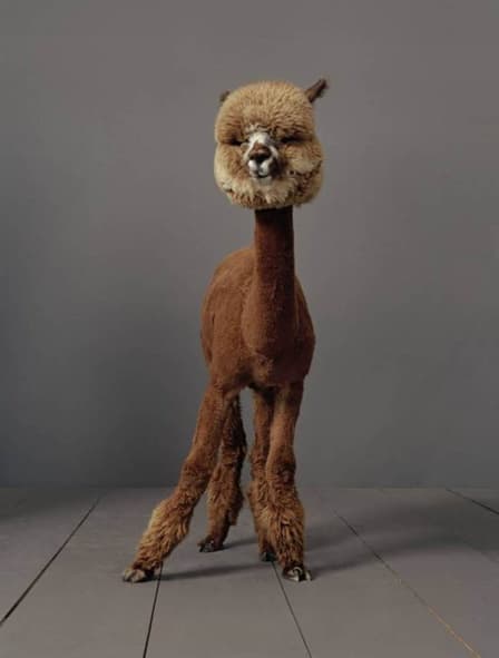 Animals with Beautiful Hair