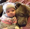 This Baby and His Dog Pillow on Random Dogs and Babies Who Are Adorable Best Friends
