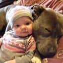 This Baby and His Dog Pillow on Random Dogs and Babies Who Are Adorable Best Friends