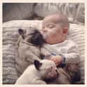 These Four Babies on Random Dogs and Babies Who Are Adorable Best Friends