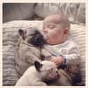 These Four Babies on Random Dogs and Babies Who Are Adorable Best Friends