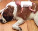 This Baby and Her Tummy Time Friend on Random Dogs and Babies Who Are Adorable Best Friends