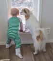 This Dog Teaching His Human to Stand on Random Dogs and Babies Who Are Adorable Best Friends