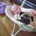 These Two Sharing a Chair on Random Dogs and Babies Who Are Adorable Best Friends