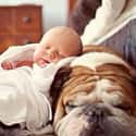 These Comfy Guys on Random Dogs and Babies Who Are Adorable Best Friends