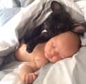 This Pile of Cuteness on Random Dogs and Babies Who Are Adorable Best Friends
