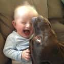 This Baby Who Heard His Dog's Best Joke on Random Dogs and Babies Who Are Adorable Best Friends