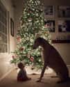 These Friends Enjoying Christmastime on Random Dogs and Babies Who Are Adorable Best Friends