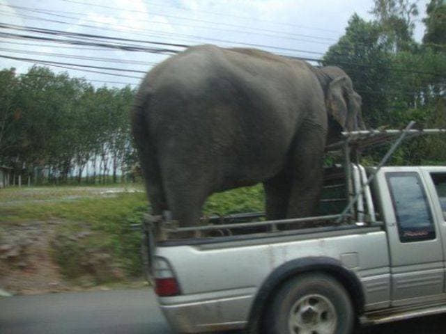This Person, Truly Testing The Limits Of Their Poor Truck