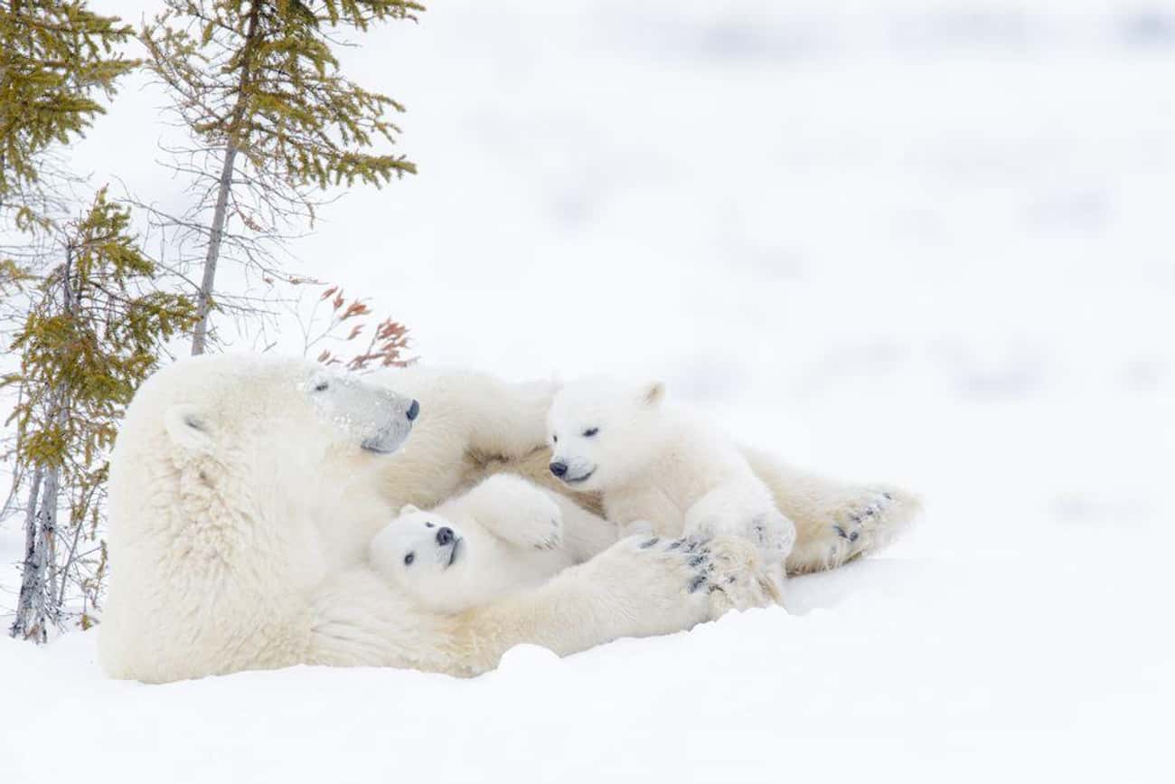 This Snuggling-In-The-Snow Trio 
