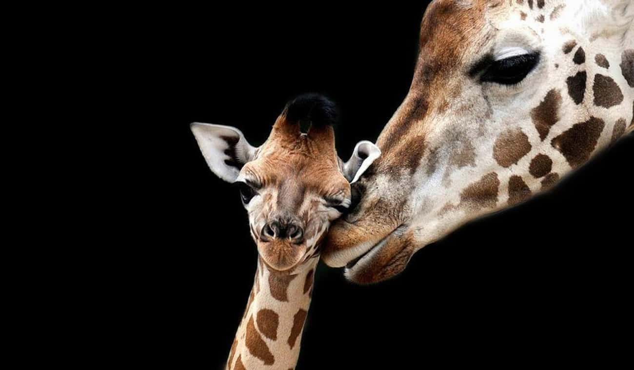 This Touching Portrait Of A Mother And Baby Giraffe
