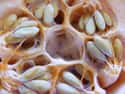 The Seeds in This Delicious Cantelope on Random Vomit-Inducing Photos Will Trigger Your Trypophobia