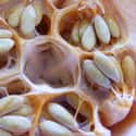 The Seeds in This Delicious Cantelope on Random Vomit-Inducing Photos Will Trigger Your Trypophobia