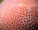 This Pretty Pink Coral on Random Vomit-Inducing Photos Will Trigger Your Trypophobia