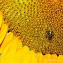 This Close Up of a Sunflower on Random Vomit-Inducing Photos Will Trigger Your Trypophobia
