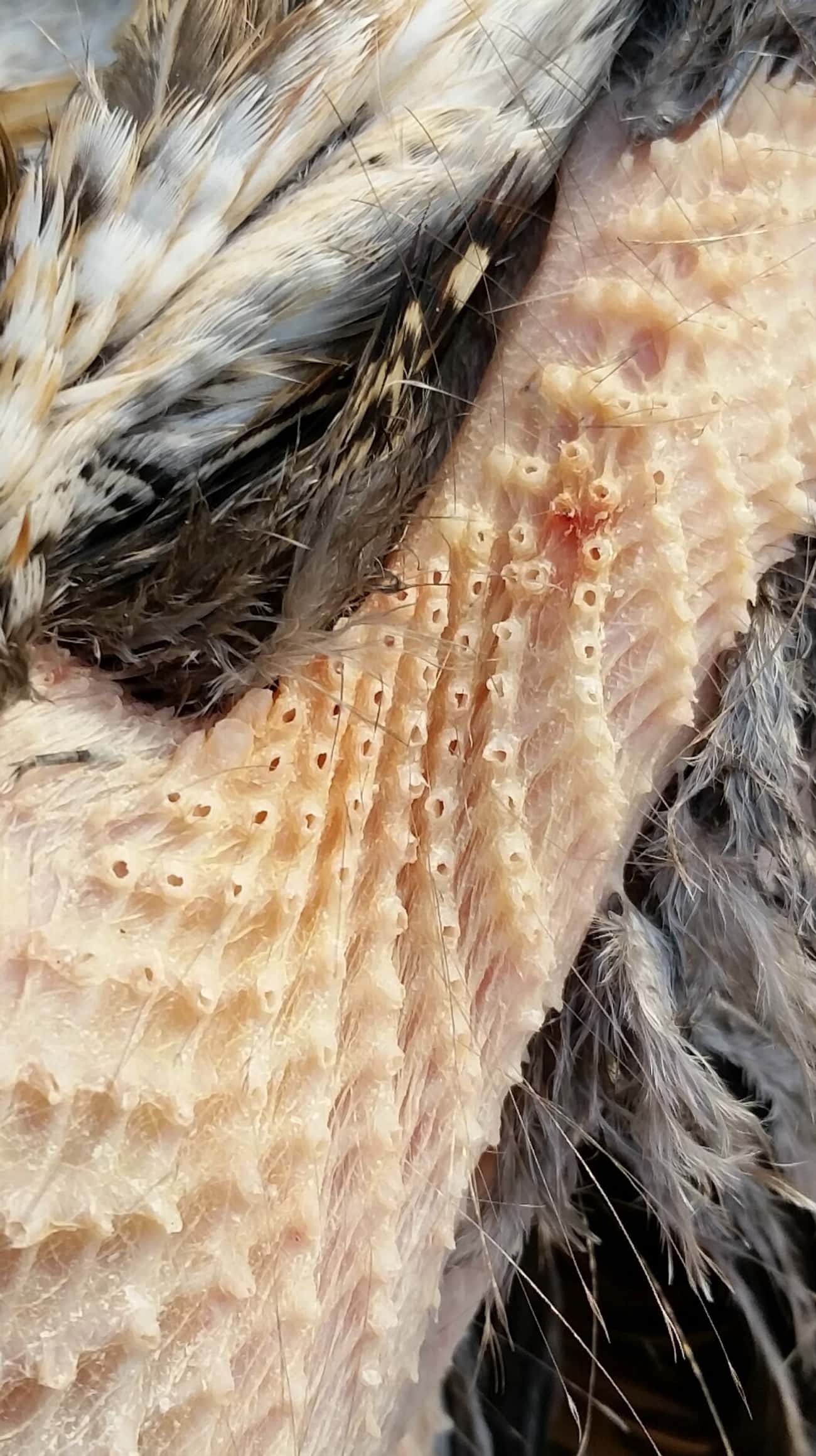 The Neck of this Plucked Pheasant