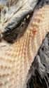 The Neck of this Plucked Pheasant on Random Vomit-Inducing Photos Will Trigger Your Trypophobia
