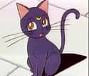 Luna on Random Greatest Cats in Cartoons & Comics