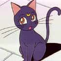 Luna on Random Greatest Cats in Cartoons & Comics