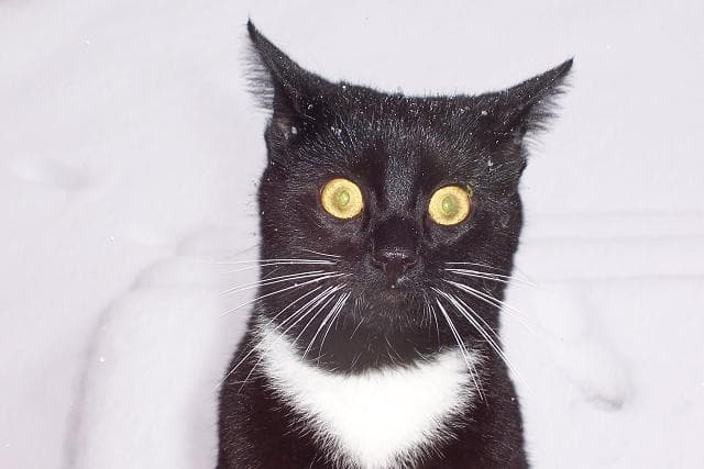 OH GOD, THE WHITENESS