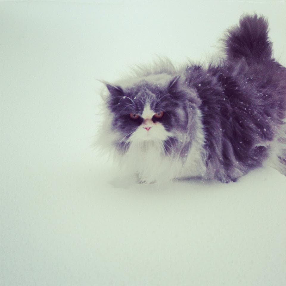 My Human Is Going To Regret This