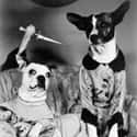 Old timey murder dogs. on Random Craziest Stock Photos on the Internet