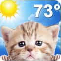 Weather Kitty on Random Best Weather Widgets for Android